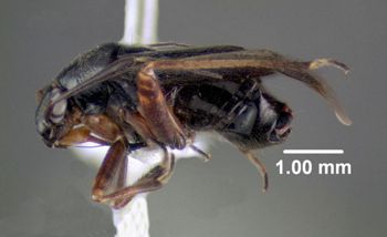 Media type: image;   Entomology 619509 Aspect: habitus lateral view